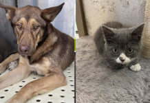 Pet adoptions during the holidays—the pros and cons