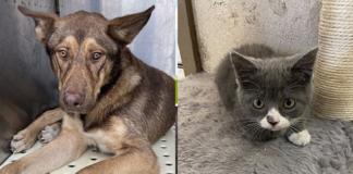 Pet adoptions during the holidays—the pros and cons