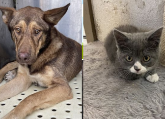 Pet adoptions during the holidays—the pros and cons