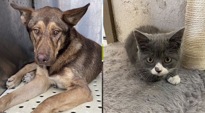 Pet adoptions during the holidays—the pros and cons