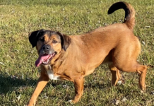 Bonus Pet of the Week: Enjoy the outdoors with Jasmine!