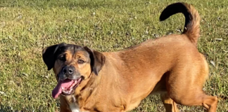 Bonus Pet of the Week: Enjoy the outdoors with Jasmine!