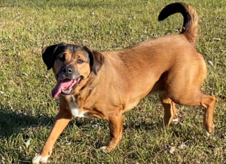 Bonus Pet of the Week: Enjoy the outdoors with Jasmine!