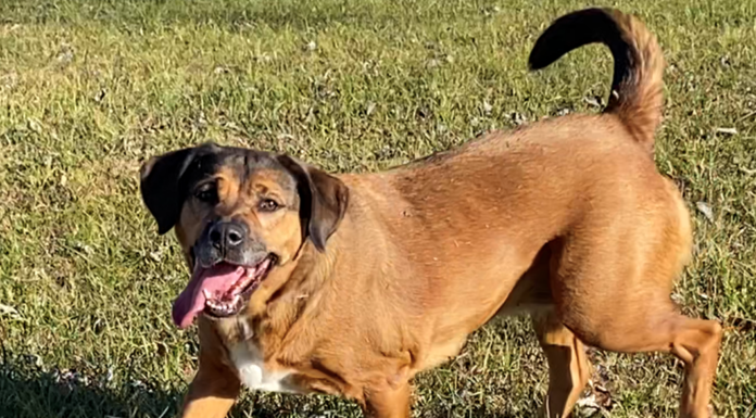 Bonus Pet of the Week: Enjoy the outdoors with Jasmine!