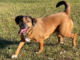 Bonus Pet of the Week: Enjoy the outdoors with Jasmine!