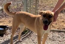 Pet of the Week: Take a joyride with Maggie Mae!