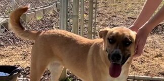 Pet of the Week: Take a joyride with Maggie Mae!