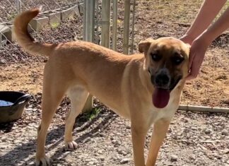 Pet of the Week: Take a joyride with Maggie Mae!