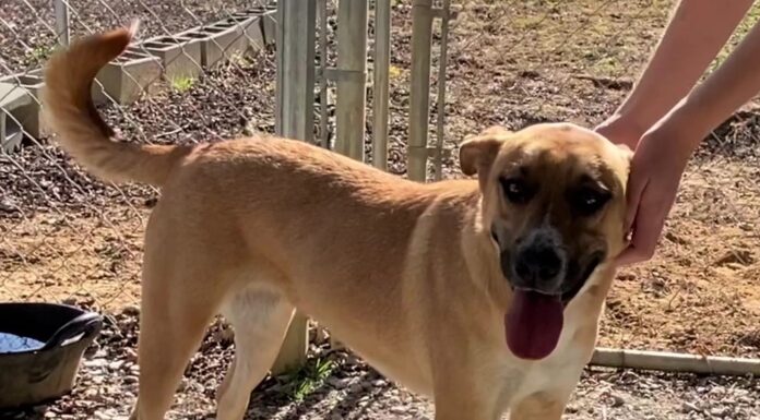 Pet of the Week: Take a joyride with Maggie Mae!