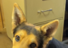 Pet of the Week: Enjoy the Christmas lights with Louie!