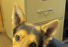 Pet of the Week: Enjoy the Christmas lights with Louie!