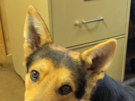 Pet of the Week: Enjoy the Christmas lights with Louie!