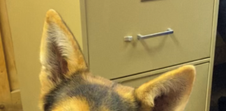 Pet of the Week: Enjoy the Christmas lights with Louie!