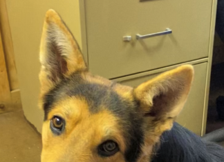 Pet of the Week: Enjoy the Christmas lights with Louie!