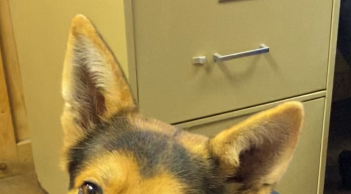 Pet of the Week: Enjoy the Christmas lights with Louie!