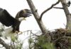 Eagle Awareness Weekends in Guntersville planned for January and February