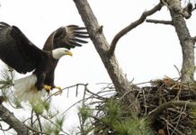 Eagle Awareness Weekends in Guntersville planned for January and February