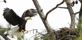 Eagle Awareness Weekends in Guntersville planned for January and February