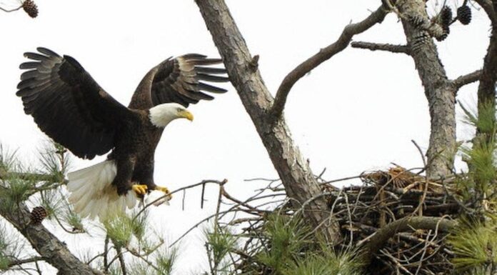Eagle Awareness Weekends in Guntersville planned for January and February