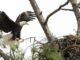 Eagle Awareness Weekends in Guntersville planned for January and February