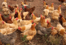 Avian Influenza makes a return to the Southeast