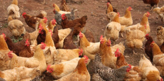 Avian Influenza makes a return to the Southeast