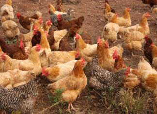 Avian Influenza makes a return to the Southeast