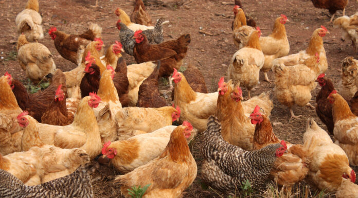 Avian Influenza makes a return to the Southeast