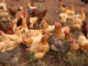 Avian Influenza makes a return to the Southeast