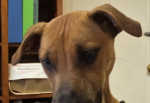 Pet of the Week: Enjoy the day with Val!