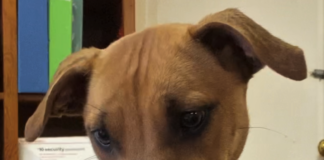 Pet of the Week: Enjoy the day with Val!