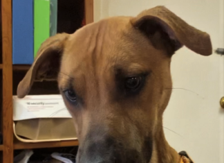 Pet of the Week: Enjoy the day with Val!