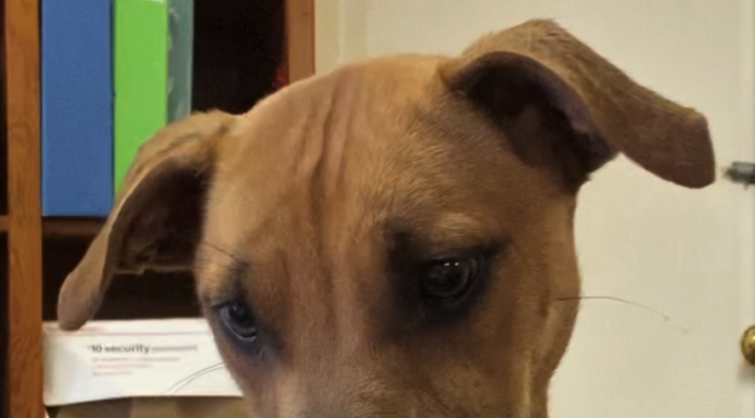 Pet of the Week: Enjoy the day with Val!