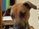 Pet of the Week: Enjoy the day with Val!