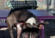 Pet of the Week: Cuddle up with Echo!