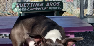 Pet of the Week: Cuddle up with Echo!