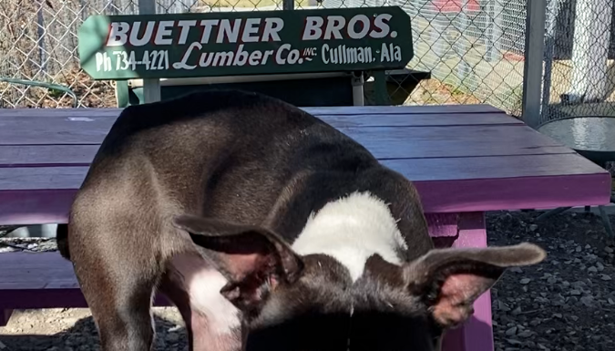 Pet of the Week: Cuddle up with Echo!