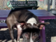 Pet of the Week: Cuddle up with Echo!