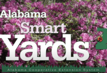 Simply Southern television show brings Extension expertise to wider audiences