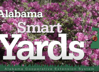 Simply Southern television show brings Extension expertise to wider audiences