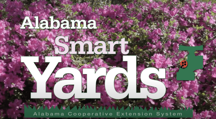 Simply Southern television show brings Extension expertise to wider audiences