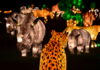 Start off the new year this January with a visit to ‘Glow Wild: An Animal Lantern Celebration’