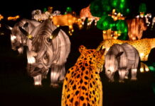 Start off the new year this January with a visit to ‘Glow Wild: An Animal Lantern Celebration’