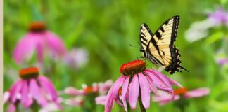 North Alabama Agriplex offering new educational program Living Landscapes for Wildlife in January