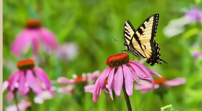 North Alabama Agriplex offering new educational program Living Landscapes for Wildlife in January