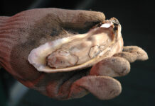 All oyster harvest zones to close January 21, 2022