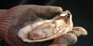 All oyster harvest zones to close January 21, 2022