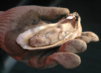 All oyster harvest zones to close January 21, 2022