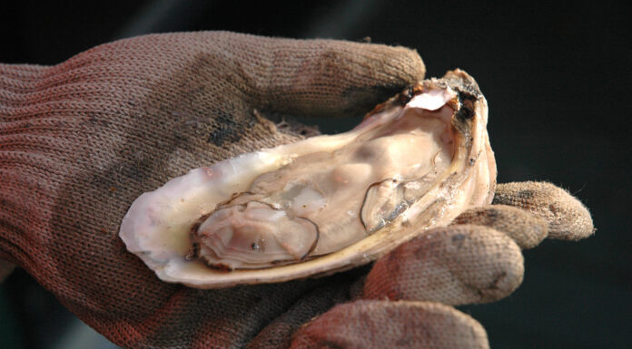 All oyster harvest zones to close January 21, 2022