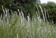 Financial relief will soon be available to assist Alabama landowners adversely affected by the non-native, invasive noxious weed, cogongrass